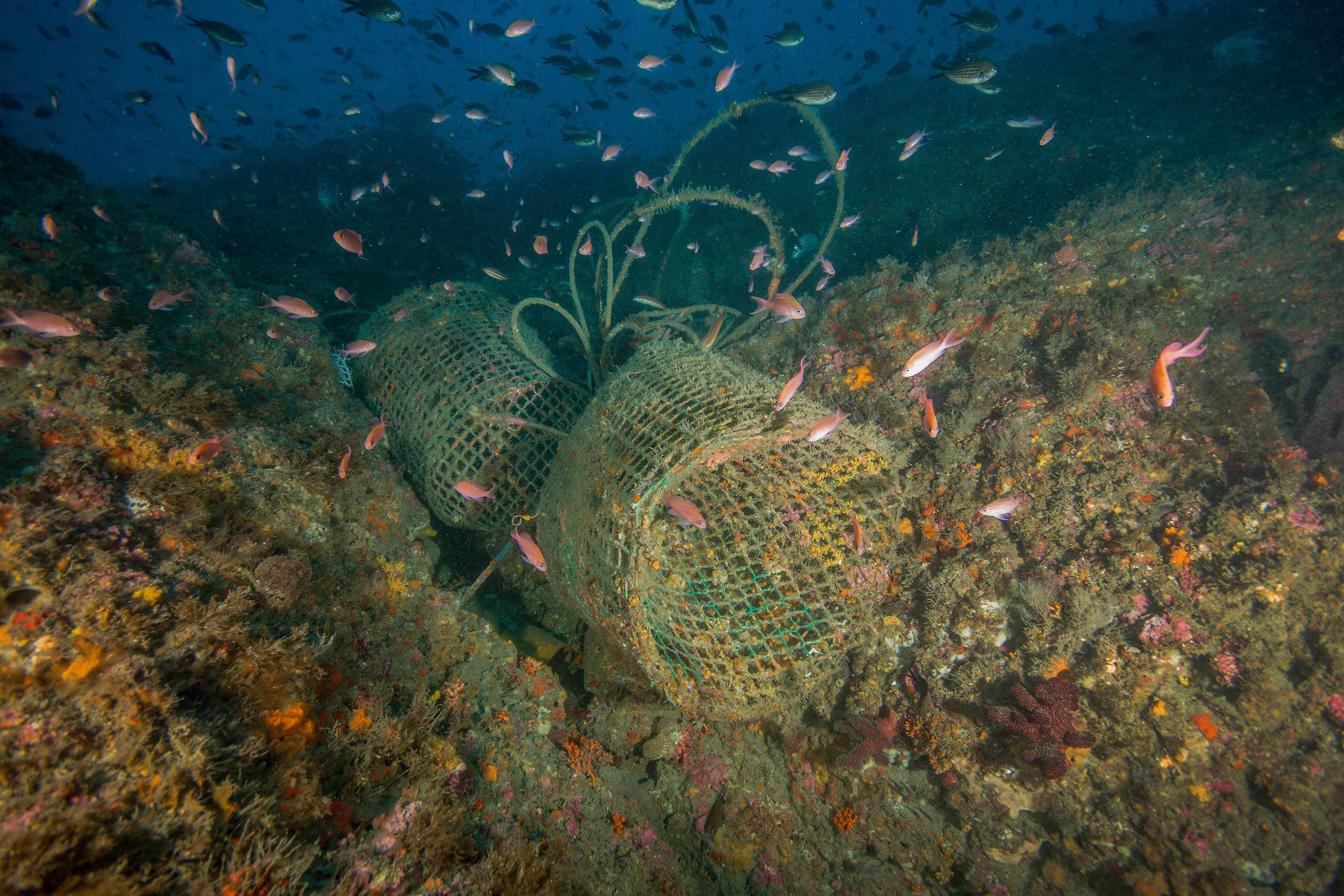 La pesca y la caza submarina destruyen Zonas de Especial Conservación del litoral granadino