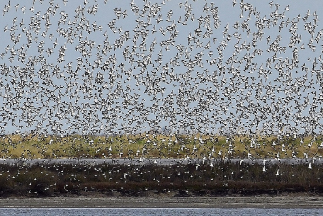 Organizan actividades en espacios protegidos para celebrar el Día Mundial de las Aves Migratorias