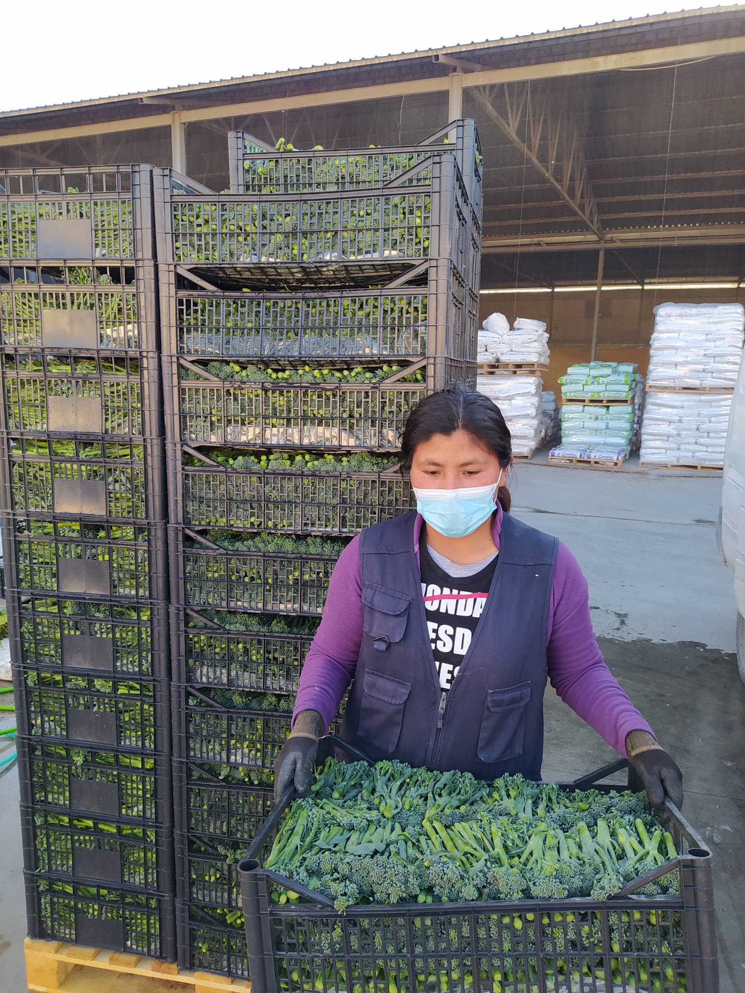 Agricultores de Vegas del Genil introducen el cultivo del bimi como alternativa al tabaco en la Vega de Granada