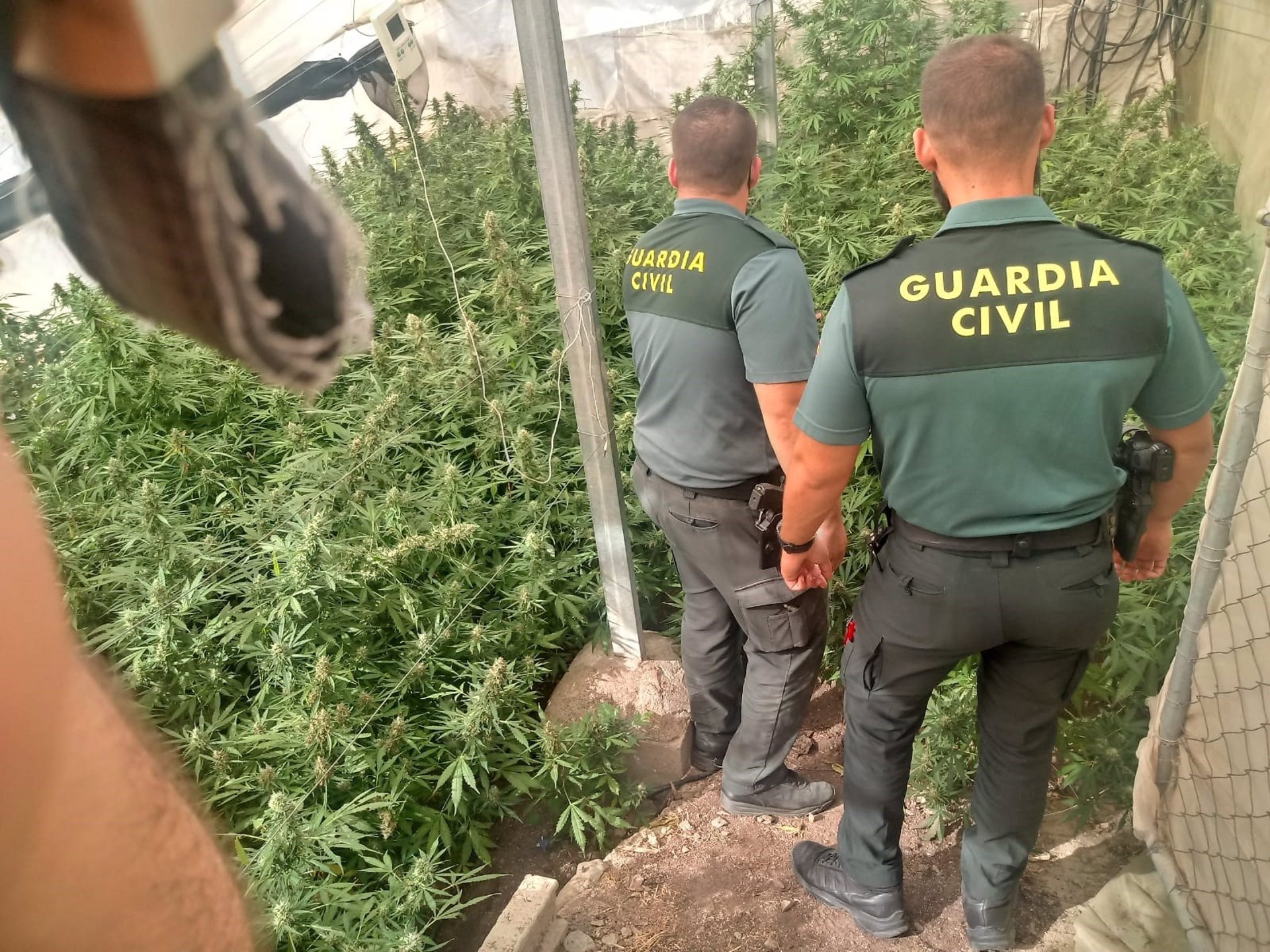 Detenidas ocho personas tras la incautación de casi 2.200 plantas de marihuana en varias localidades